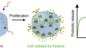Ученые научились управлять высвобождением полезных бактерий из гидрогелей