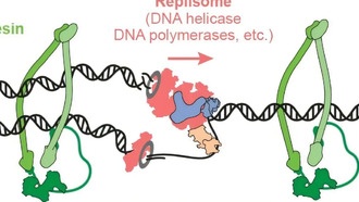 Ученые раскрыли механизм, как ДНК копируется без потери связи между сестринскими хроматидами