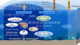 Устричные фермы оказались эффективными поглотителями углерода
