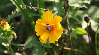 Обнаружены общие генетические механизмы социального поведения у пчел и людей