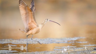 Новое исследование выявило ключевые регионы для сохранения птиц, климата и благополучия сообществ