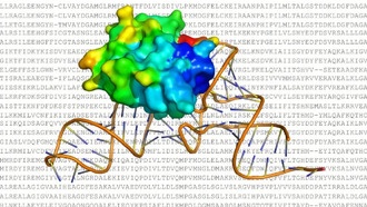 ИИ-инструмент ProRNA3D-single ускорит разработку лекарств, визуализируя молекулярные взаимодействия
