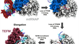 Учёные раскрыли механизм чтения ДНК митохондрий в беспрецедентных деталях