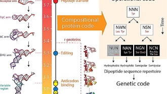 Происхождение генетического кода связали с дипептидными структурами белков