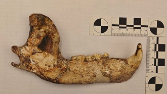 Древние предки медведей были всеядными, выяснили учёные