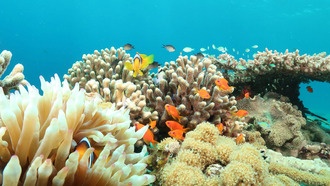 Кораллы в заливе Акаба пережили рекордные волны тепла, вселяя надежду на фоне глобального кризиса