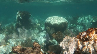 Коралловые рифы перестанут расти из-за глобального потепления