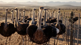 Предки страусов и эму умели летать, выяснили учёные