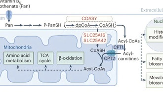 Учёные раскрыли механизм транспортировки кофермента А в митохондрии