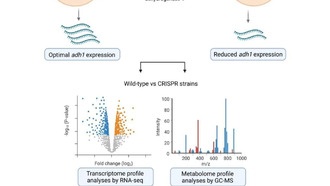Складки ДНК оказались важнее для работы клетки, чем считалось ранее