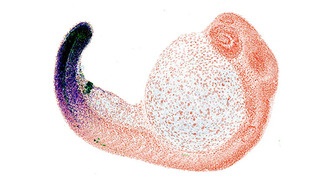 Учёные выяснили, что пальцы человека произошли от клоаки рыб