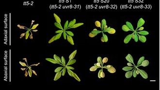 Открыт новый механизм взаимодействия света и метаболизма растений