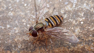 Исследование на нефтяной платформе раскрыло ключевую роль крошечных журчалок в переносе пыльцы