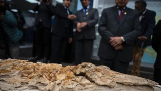 В Перу обнаружена окаменелость дельфина возрастом 12 миллионов лет