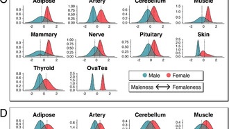 Учёные опровергли бинарное деление органов на мужские и женские