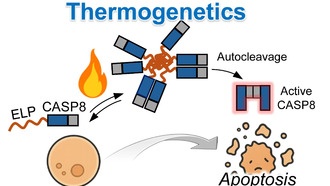 Ученые разработали тепловой триггер для управления гибелью клеток