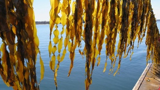 Новый метод eDNA точно определяет углерод от водорослей на дне океана