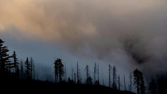 Дым от лесных пожаров в США может убивать до 70 000 человек ежегодно к 2050 году