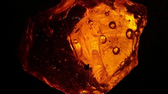 В Эквадоре нашли первое в Южной Америке месторождение янтаря с древними насекомыми