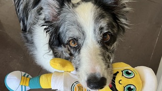 Собаки понимают функциональное значение слов, а не только внешний вид объектов