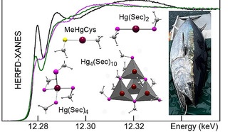 Учёные выяснили, как тунец обезвреживает ртуть