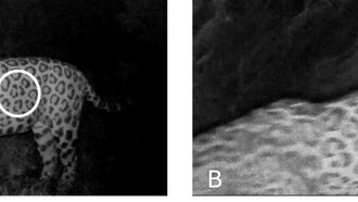Ягуар проплыл более километра, доказав, что плотины не являются непреодолимыми барьерами