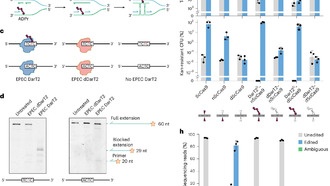 Ученые разработали новый метод редактирования генома с помощью химических меток на ДНК