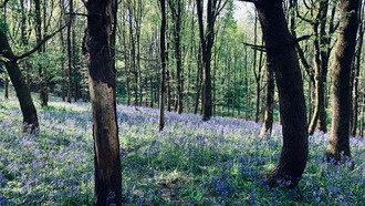 Смешение пород деревьев не всегда повышает устойчивость лесов к засухе