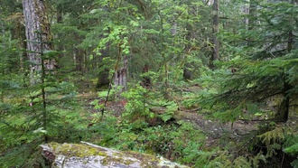 Новая модель предсказывает будущее леса по геномным данным и переписи деревьев