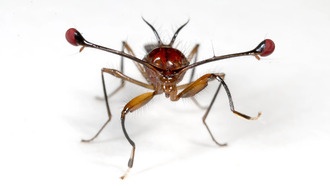 Ученые нашли способ контролировать популяции вредных насекомых с помощью «эгоистичных генов»