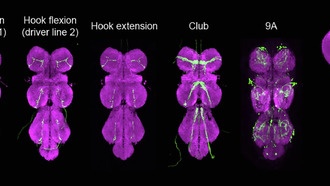 Нервные клетки мух, отвечающие за движение конечностей, отключаются во время активности