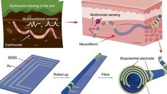 Китайские ученые создали «Нейрочервя» для мониторинга нервной системы