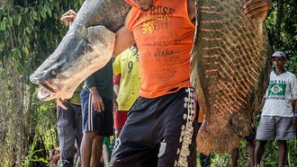 Сообщества Амазонии защищают огромные территории эффективнее традиционных методов