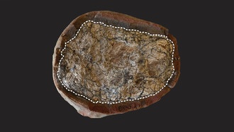 Окаменелые экскременты раскрывают молекулярные секреты древних животных