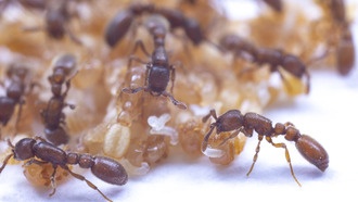 Учёные раскрыли, как муравьи поддерживают уникальную систему обоняния