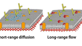 Вязкость живых клеточных мембран оказалась в тысячи раз выше, чем у модельных систем