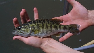 Экологи открыли два новых вида окуней