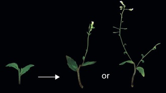 Ученые раскрыли механизм коммуникации почек растений для формирования архитектуры ветвления