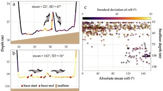 Самые маленькие морские дельфины освоили подводные бочки во время охоты