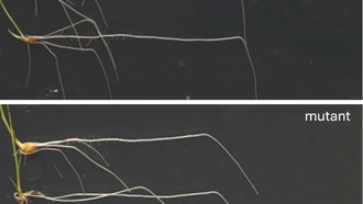 Ученые раскрыли, как гормон ауксин помогает корням растений расти вниз