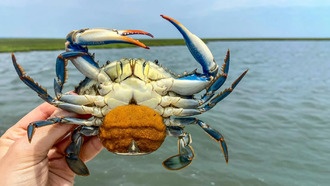 Паразитические черви помогут спасти популяцию синих крабов в Чесапикском заливе