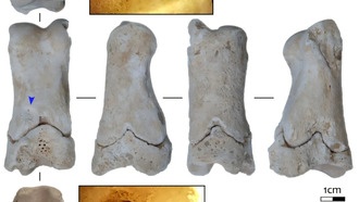 В Египте нашли 3300-летний костяной свисток для охраны гробниц