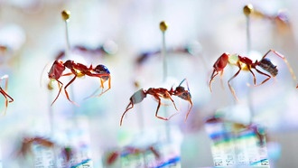 Геномный анализ муравьёв показал катастрофическое сокращение биоразнообразия на Фиджи