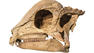 В Монголии нашли древнейшего пахицефалозавра с полным скелетом