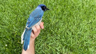 В Техасе обнаружен уникальный гибрид птиц из-за изменения климата