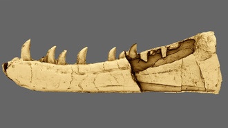 В Уэльсе спустя 125 лет идентифицировали новый вид динозавра