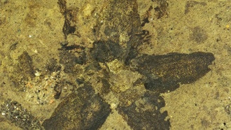 Ученые нашли доказательства опыления липы шмелями 24 миллиона лет назад