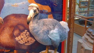 Возрождение птицы додо стало на шаг ближе благодаря успехам в выращивании клеток