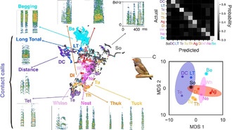 Зебровые амадины понимают смысл своих криков, а не только различают звуки