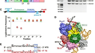 Представлен компактный фермент Cas9d — перспективный инструмент для редактирования генома